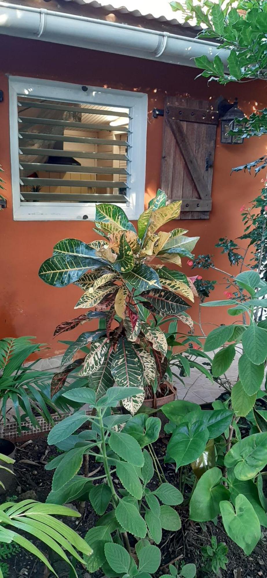 Bungalow Mangifera Proche De La Plage Le Diamant Exterior photo